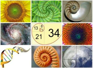 Leonardo Fibonacci, tỷ lệ vàng, dãy số fibonacci