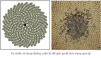 Leonardo Fibonacci, tỷ lệ vàng, dãy số fibonacci